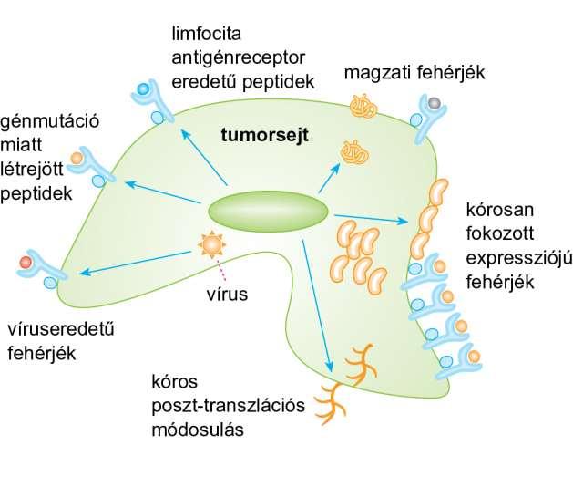 Tumorantigének kialakulása és megjelenése TSA - tumor