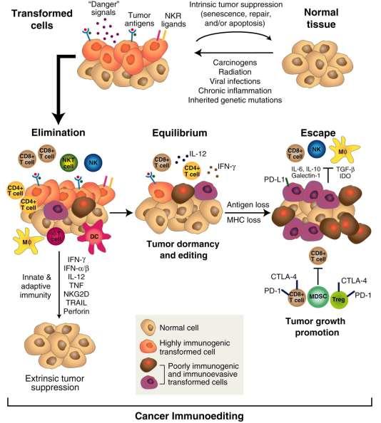 Tumorképződés az immunológiai evolúció lépései, a 3E: Elimination,