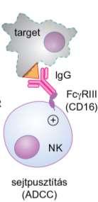 citotoxicikus reakcióra (ADCC) is Tumorsejt specifikus Ag (és MHC I)