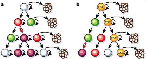 Escape a cancer stem cell (tumor őssejtek) védettsége Sztochasztikus tumorképződés (klasszikus modell) Őssejt (CSC)-vezérelt tumorképződés (új modell) A tumor őssejtek, - nem immunogének - igen