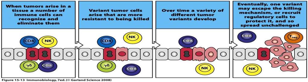 Escape immunoediting Tumor Immunoediting: Elhúzódó, sikertelen tumorellenes immunválaszok