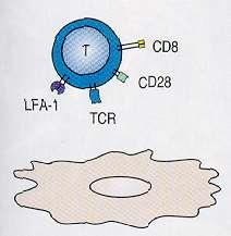 Az immunrendszer kijátszása tumorok által Alacsony immunogenitás nincs