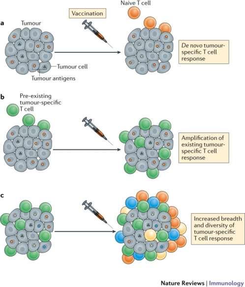 A tumorellenes immunválasz manipulálása T-sejt vakcinával T-sejt válasz kialakítása de novo Létrehozott tumor-antigén specifikus T-sejtek