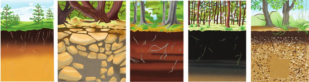 A talajok termékenysége a) Állítsd sorrendbe termékenységük alapján a rajzokon