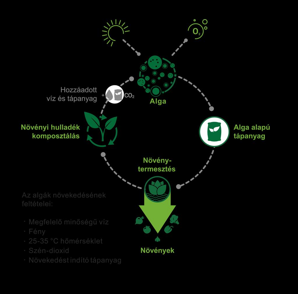 Az ötlet: Zöldalga termelés és