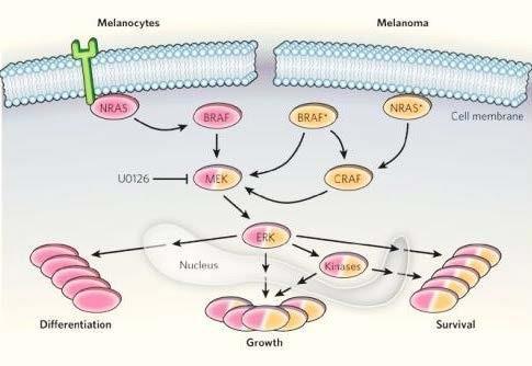 Cancer Res 2008; 68(21):8643-53; The American Cancer Society.