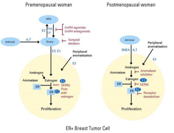 Hormonterápia: folyamatosan fejlődő 50 év óta Antiestrogen Aromatase inhibitor GNRH analog Könnyű alkalmazni: Naponta per os Injekció havonta vagy három havonta Új gyógyszerek új