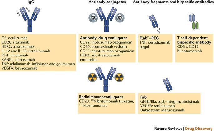 Antitest alapú gyógyszerek Besponsa (inotuzumab ozogamicin) Adcetris (brentuximab vedotin ) Mylotarg (gemtuzumab ozogamicin) Blincyto