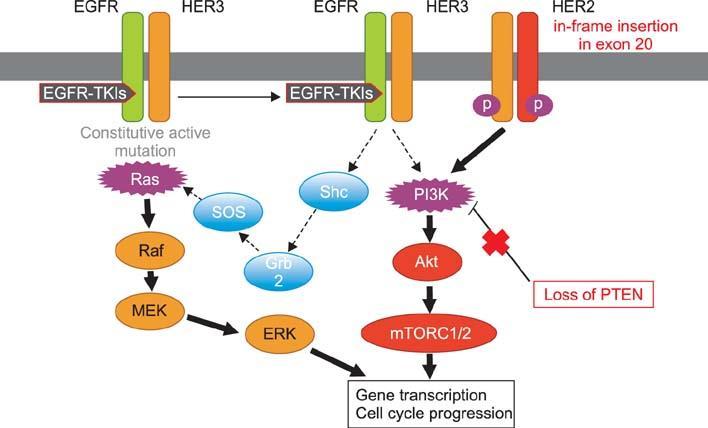 Kis molekukák a gyakorlatban Általában több célpont is meghatározható. A hatékonysághoz a cél ismerete szükséges biomarker. Bejutnak a sejtbe.