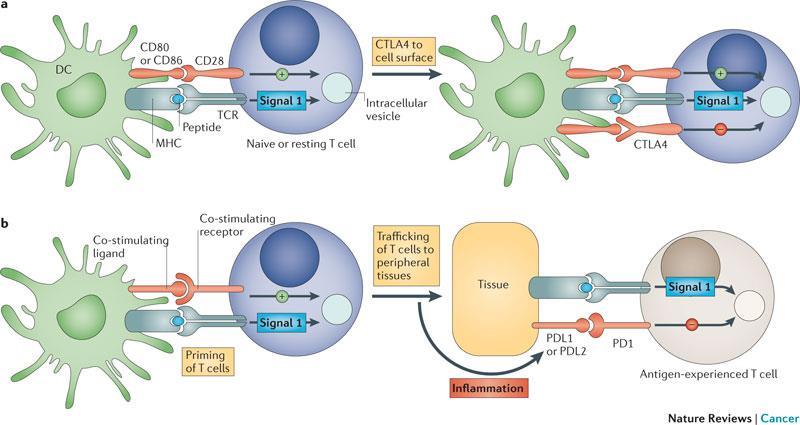 Immunmodulátorok CTLA4-gátló: ipilimumab