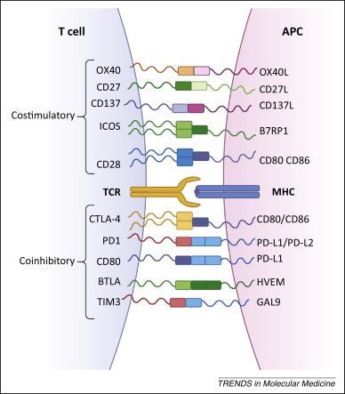 pembrolizumab, atezolizumab, avelumab,