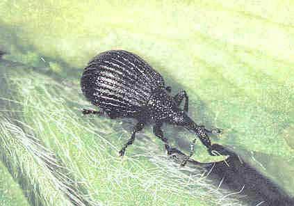 Familia: Apionidae cickányormányosok Apion pisi Borsó cickányormányos jell: 2,1-3,6 mm, fekete szárnyfedője kékes csillogású. Igen fejlett vállbütyke van. életm.
