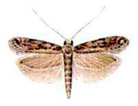 Familia: Gelechiidae sarlósajkú molyok Az ajaktapogató fejlett, sarlóalakban áll előrefele Scrobipalpa ocellatella répaaknázómoly jell: 5,5-6,5 mm.