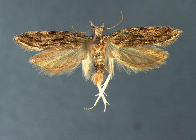 Anarsia lineatella barackmoly jell: ~ 6 mm. Az első szárny kihegyesedő, keskeny. Alapszíne hamuszürke, barna behintéssel, több hosszú sötét vonallal.