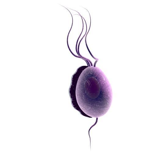 TRICHOMONIASIS Kórokozó: Trichmonas vaginalis ostorokkal mozgó 5-20 mm-es, egysejtű véglény (protozoon) Terjedés: - a szexuális