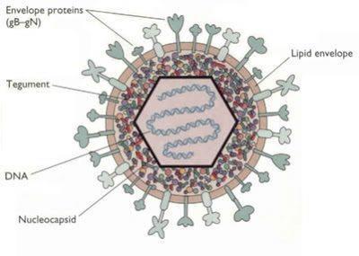 HERPESZ NEMI SZERVEKEN Herpes simplex 1,2 Kórokozó: herpes simplex vírus 1,2 (DNS tartalmú vírus) Terjedés: sérült