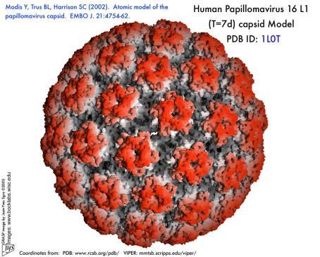 CONDYLOMA AQUMINATUM (KONDILÓMA, NEMI SZERVI SZEMÖLCS) ÉS MÉHNYAKRÁK Kórokozó: humán papilloma vírus (HPV)