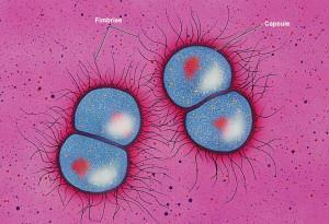 GONORRHOEA - KANKÓ, TRIPPER Kórokozó: Neisseria gonorrhoeae (baktérium) o párosával előforduló diplococcus o környezeti hatásokra rendkívül érzékeny hamar elpusztul a külvilágban, így