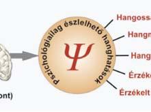 Érzékszervi receptorok Hallás esete Érzékszervi