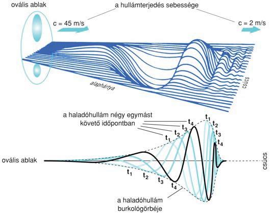 Surf hullám Surf hullám: terjedése lassabb, mint