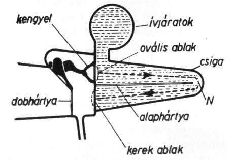 Egyensúlyozószerv: félkörös ívjáratok Csiga