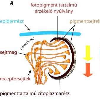 kehelyszem (csészeszem) található, amelyben a különböző fényérzékeny sejtek összetömörülnek és ezek a hám alá süllyednek. Alaklátásra, mozgásérzékelésre a szem nem alkalmas, csupán a fényt érzékeli.