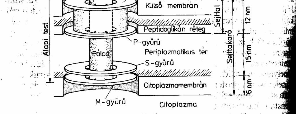 A bakteriális flagellumok A flagellumok a baktériumok határozott irányú, aktív mozgását elősegítő járulékos képletek Az