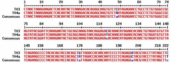 összehasonlítva a T03 és T04a valamint a T02a és T11 jelű minták nukleotidsorrendjét, 5 (T03 vs.
