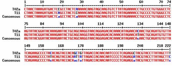 T11) nukleotid pozícióban tapasztaltunk eltérést, a lefordított aminosav szekvenciák
