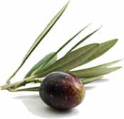 Az olajfalevél-kivonat antioxidáns tulajdonságú, továbbá hozzájárul: A szervezetben zajló káros oxidatív folyamatok, így az öregedés gátlásához; az immunrendszer egészséges mûködésének feltételeinek