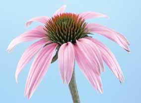 Az immunerősítő Echinacea A bíbor kasvirág egy nagyszerû gyógynövény, hosszú idõn keresztül használták, ám a modern antibiotikumok felfedezésével a háttérbe szorult.