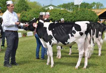 EDG Deman-ET Tenyésztő és tulajdonos: For-Milk Kft.