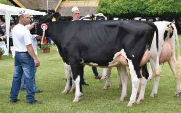 Biharnagybajomi Dózsa Agrár Zrt. Holstein-fríz tehén IV.