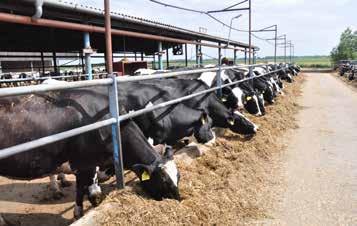 A tenyésztési cél a tej és a funkcionális küllem, amibe beletartozik, hogy a tehén bírja a háromszori fejést, valamint a fejőház és az istálló között megtett utat.