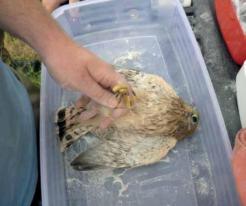 parazitológia A tolltetű-fertőzöttség és fészekaljméret kapcsolata a vörös vércsénél (Falco tinnunculus) Anyag és módszer A mintagyűjtést a Körös-Maros Nemzeti Park Igazgatóság területén végezték 15