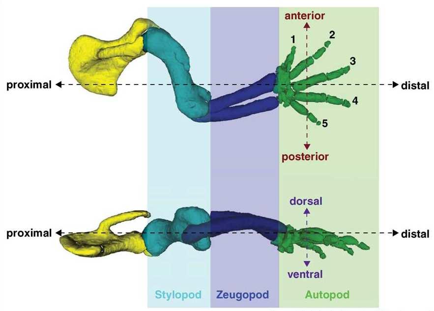 mesenchymális progenitor sejteket kifejlett végtag elemekké alakítják három tengely mentén hatnak: proximo-disztális (PD), a válltól az ujjak irányába; anterior-poszterior (AP), a hüvelykujjtól a