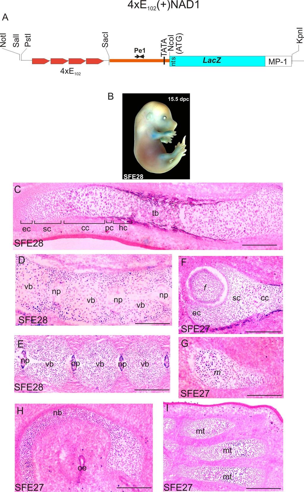 27. ábra Az E 102 elem négy kópiája nem növeli a rövid promoter aktivitását in vivo. A 4xE 102 -NAD1 transzgén térképe (A) és kifejezıdési mintázata a transzgenikus alapító embrióban (B).