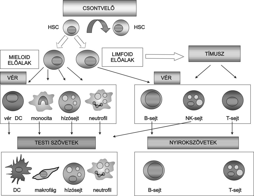Rajnavölgyi Éva Az õssejtek és az immunrendszer szer mûködésében betöltött létfontosságú szerepét próbálom meg érzékeltetni, valamint a különbözõ õssejtek sajátságainak és felhasználási