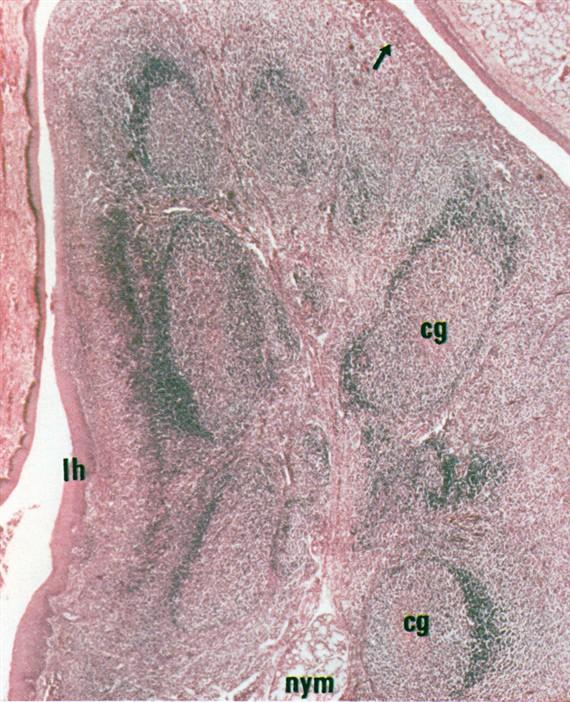 Emberi tonsilla palatina (H&E festés), lh: többrétegű el nem szarusodó laphám; nym: mucinosus nyálmirigy; cg: nyiroktüszők centrum germinativumokkal; a