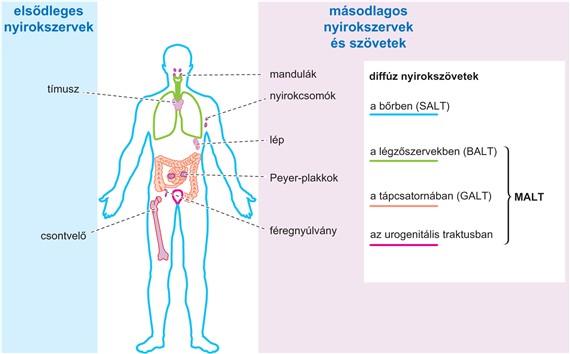 Immunrendszer Elsődleges és másodlagos nyirokszervek. http://www.