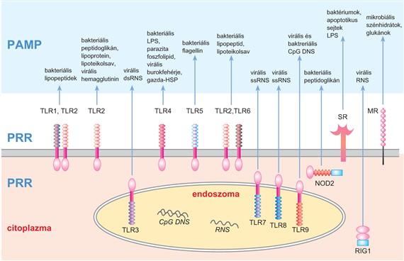 Mintázatfelismerő receptorok kifejeződése Az PAMP felismerése mintázatfelismerő receptorok révén történik.