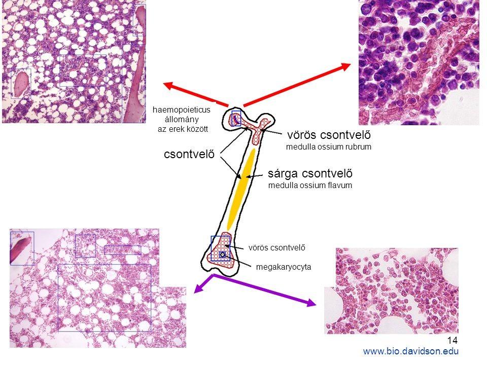 Vörös csontvelő A vér és a nyirokrendszer alakos elemeinek utánpótlása.