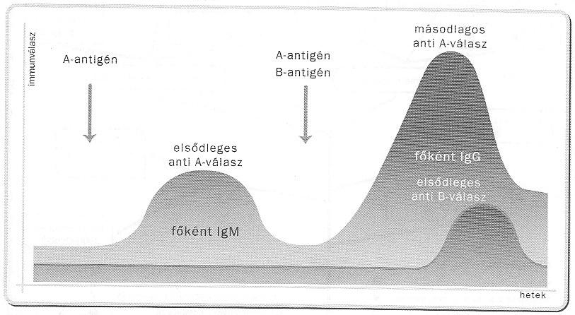 Primer immunválasz: hosszabb idő alatt alakul ki, kis intenzitású, IgM Secunder