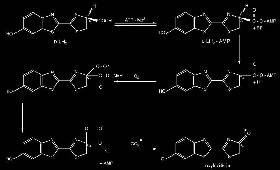 A luciferin