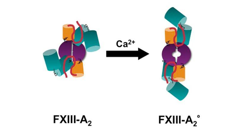 2. ábra. A celluláris XIII-as faktor (FXIII-A 2 ) nem proteolitikus aktivációja.