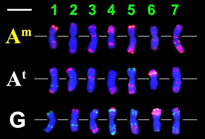 keresztezésükkel előállított T. timococcum utódokban. A kromoszómák azonosításához olyan repetitív DNS próbákat használtunk (Afa-family, pta71 és psc119.