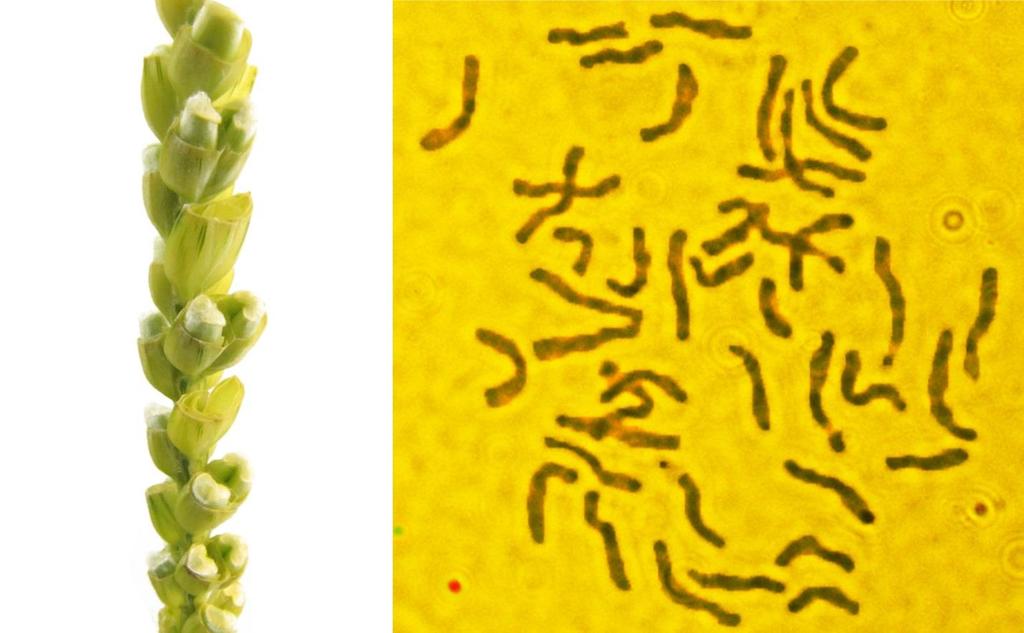 A Rannaja 6B monoszómás genetikai anyag egyetlen, 2010-ben izolált kalászáról származó 46 szemet csíráztattunk és Feulgen módszer alkalmazásával 34-et választottunk ki a keresztezés anyai partnerének.