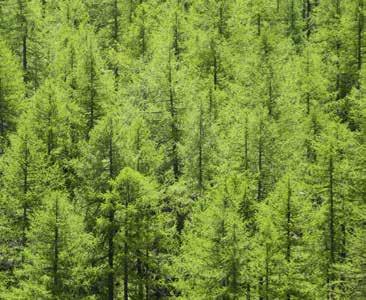 HOGYAN NÖVELJÜK A FAELEM TARTÓSSÁGÁT A MEGFELELŐ FA KIVÁLASZTÁSÁVAL Ahhoz, hogy sokáig megőrizze szépségét a fa, célunkhoz a megfelelő fajta faanyagot kell kiválasztani: a földdel vagy vízzel