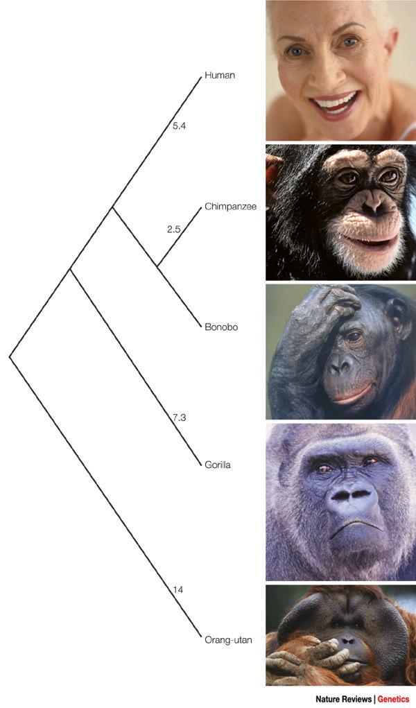 Az emberi viselkedés evolúciójának vizsgálata módszerek 1. Kultúraközi vizsgálatok 2.