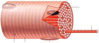 Erő (pn) Erő (pn) feszítés (kpa) 4/22/2015 Rugalmas artériák biomechanikája Titin: a szarkomer rugalmas filamentuma izomrost szarkolemma Nem lineáris rugalmasság A feszültség nem lineáris függvénye a
